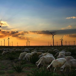 Africa-wind-farm